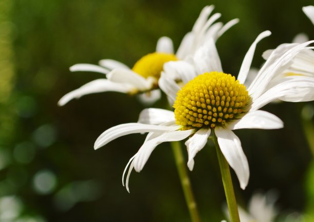 法兰西菊