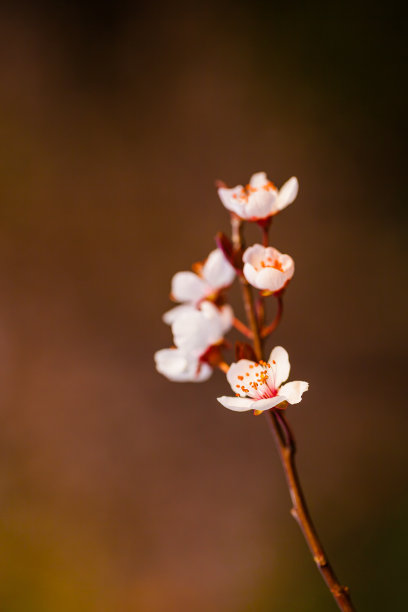 梅枝梅花