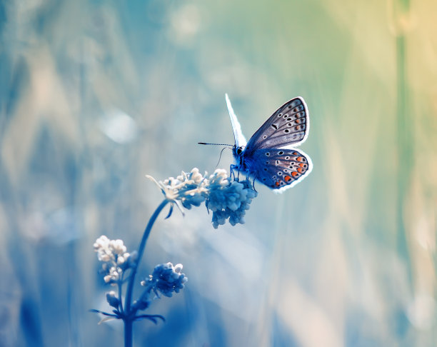 草丛中飞舞的蝴蝶