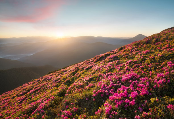 杜鹃花属