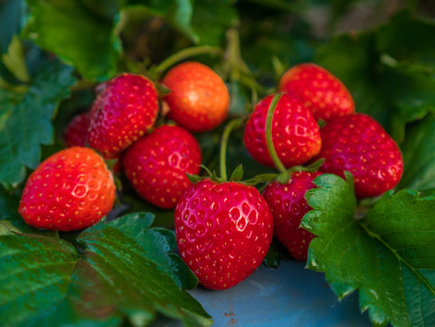 自家种的草莓