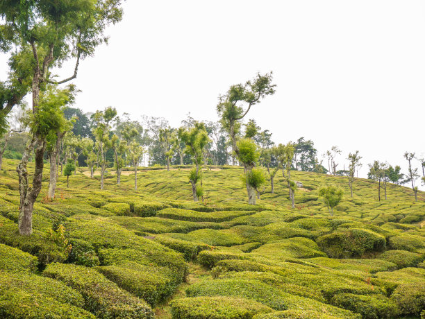 蓝天白云茶园风景图片