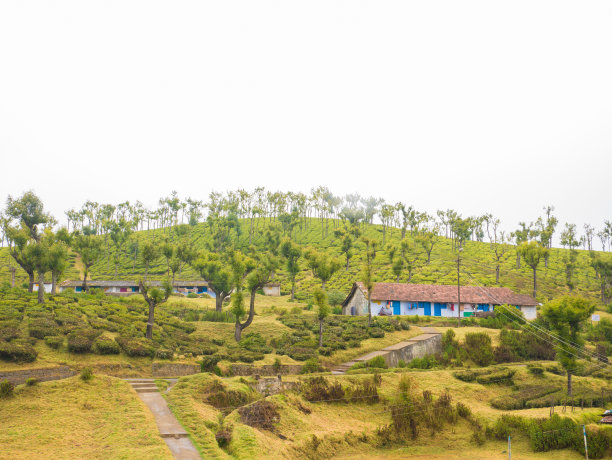 蓝天白云茶园风景图片