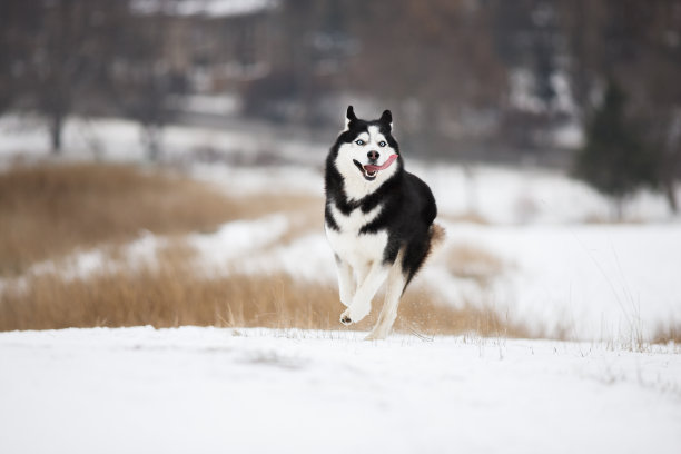 雪撬犬