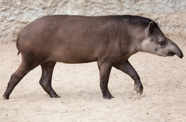 南美貘