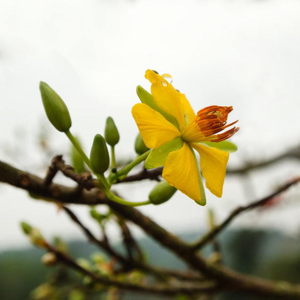 新鲜的花园