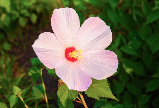 芙蓉花开