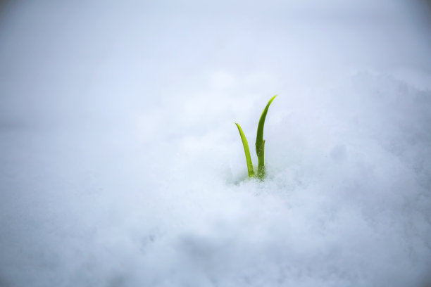 雌蕊雄蕊