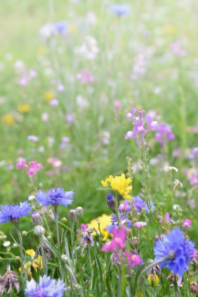 菊花上的露水