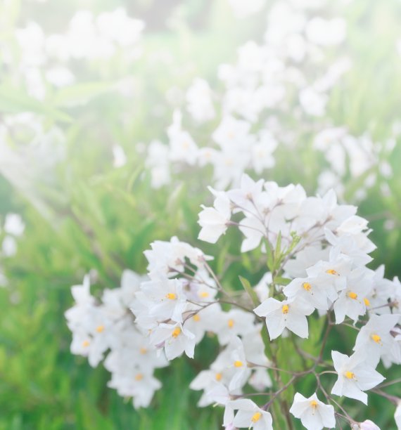 菊花上的露水