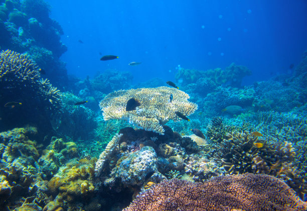 泰国珊瑚岛