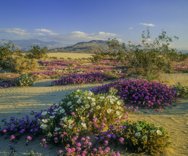 沙漠花卉
