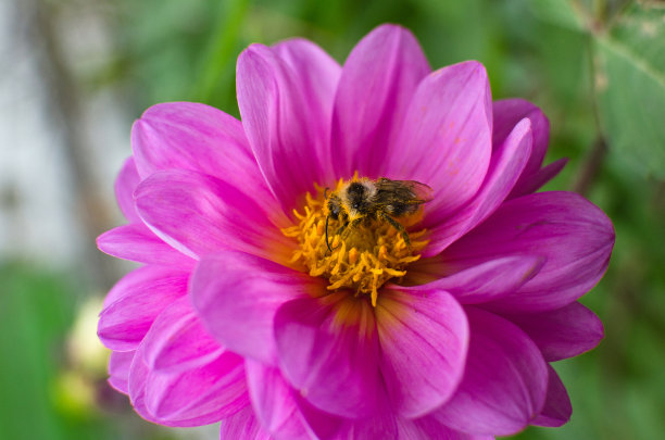 大丽花蜜蜂采蜜