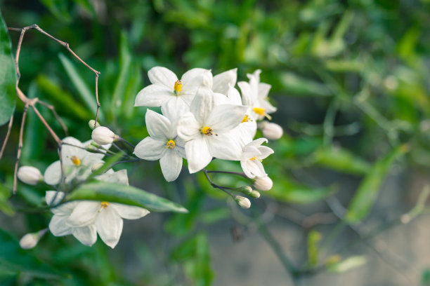 美,芳香的,水平画幅