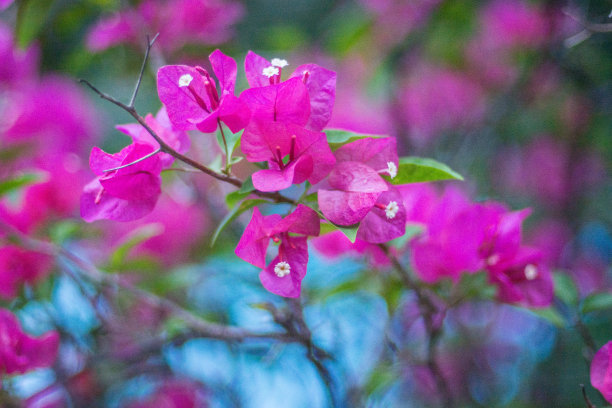 美丽的琼花