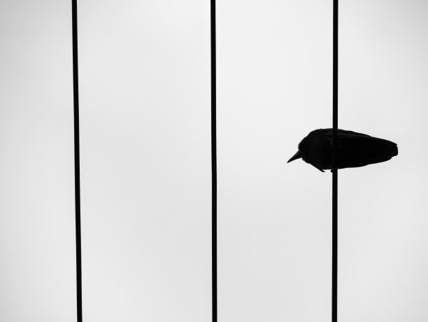 孤独的乌鸦