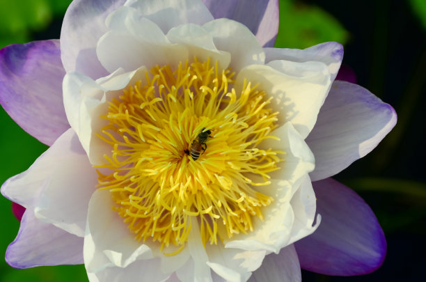 山茶花,蜜蜂