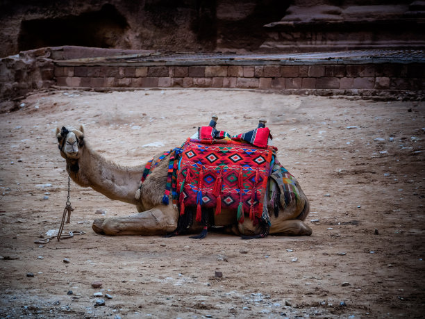 城市骆驼拍摄
