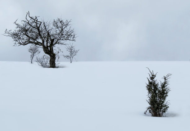 雪地里的一棵树