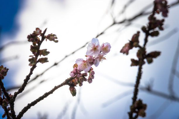 上野公园樱花