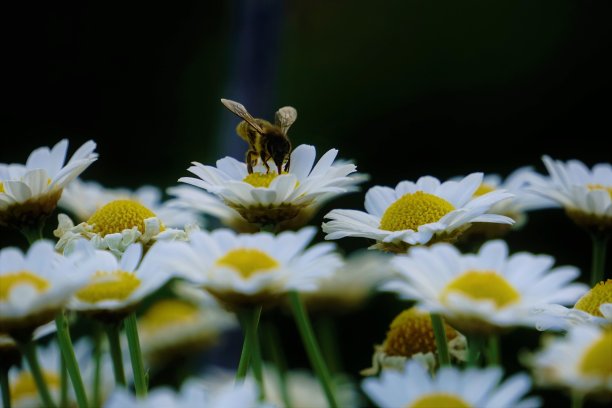 法兰西菊