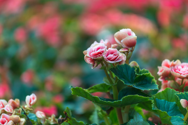 杜鹃花城