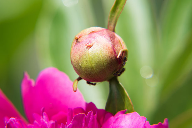 牡丹牡丹花牡丹花瓣牡丹花苞