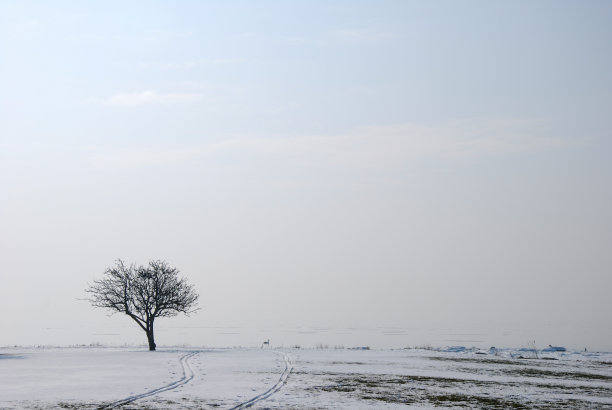 雪地里的一棵树