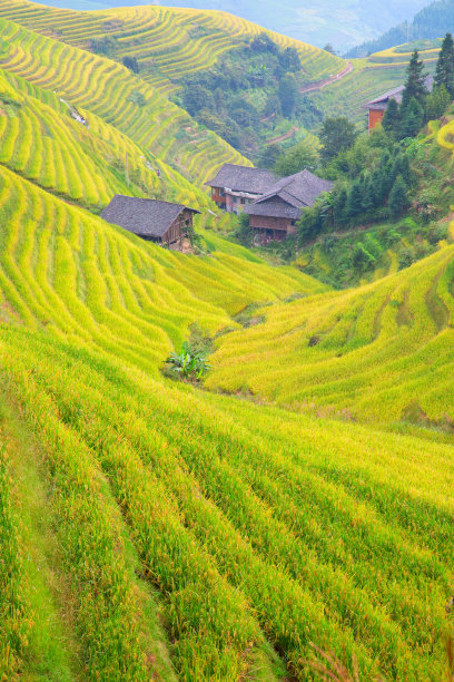 龙胜梯田