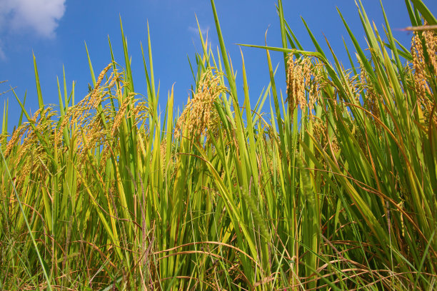 曲线水稻