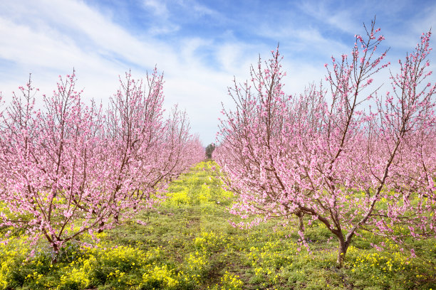 野桃花