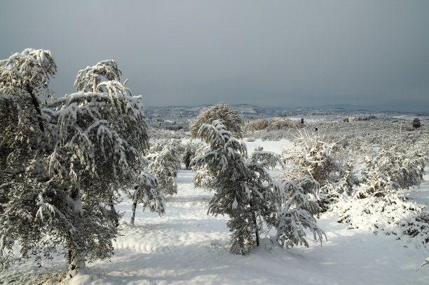 雪燕