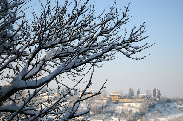 雪燕