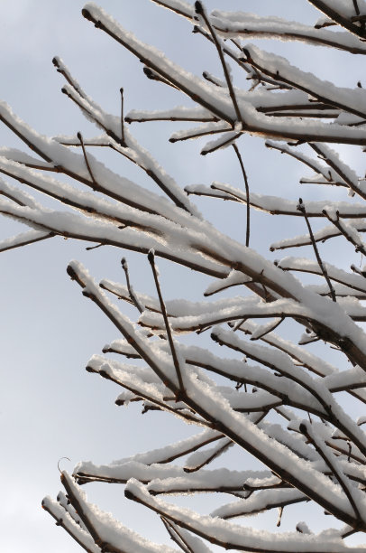 雪燕