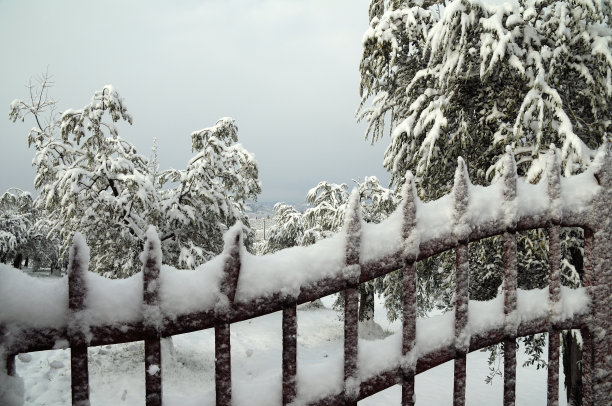 雪燕