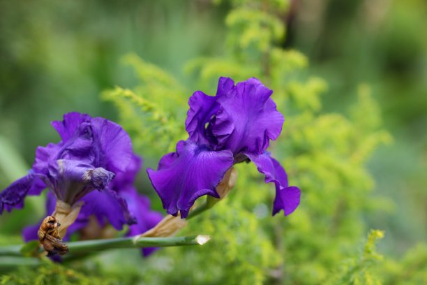 非洲紫罗兰花束