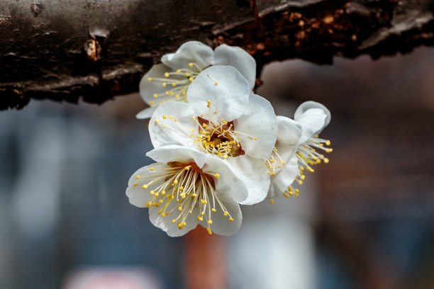 梅花小清新印花