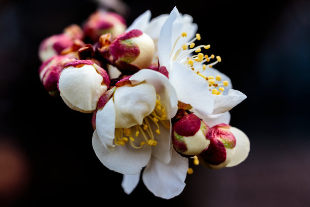 梅花小清新印花