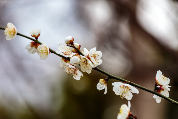 梅花小清新印花