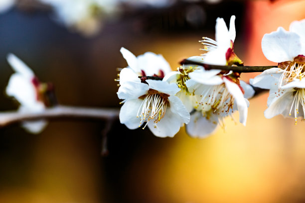 梅花小清新印花