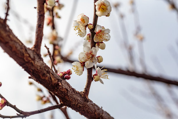 梅花小清新印花