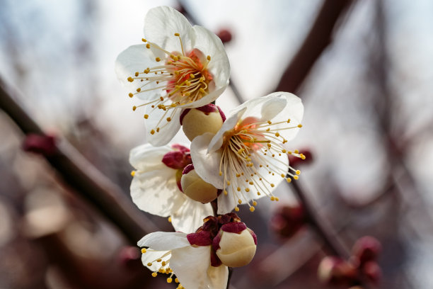 梅花小清新印花