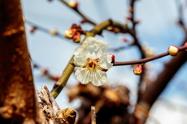 梅花小清新印花