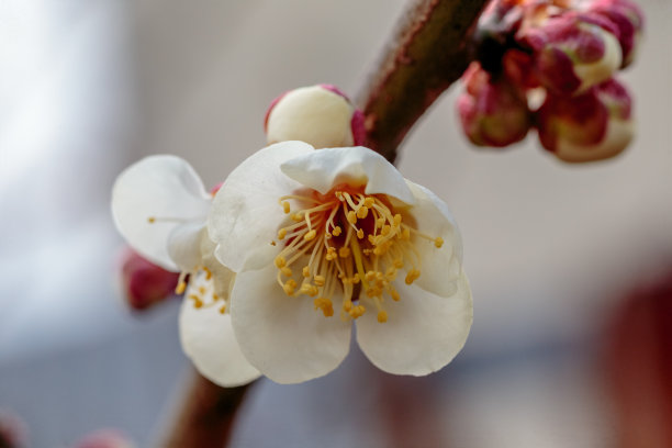 梅花小清新印花