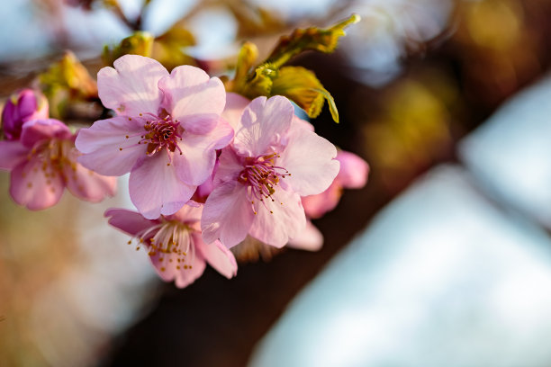 梅花小清新印花