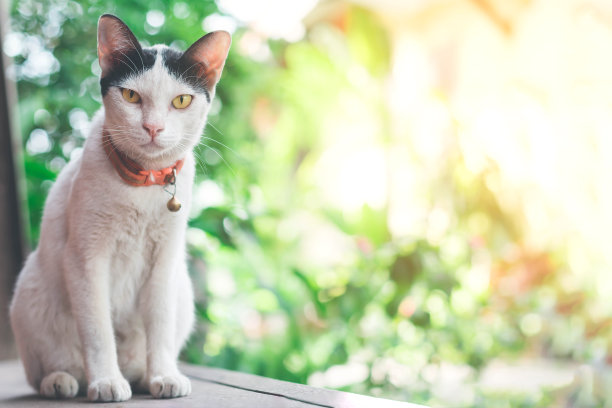 躺着的布偶猫,猫咪,宠物猫