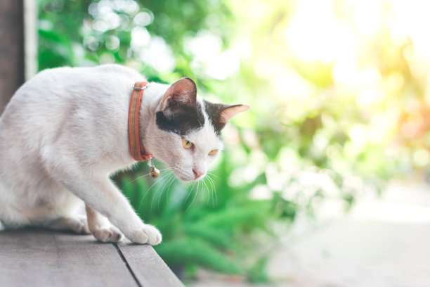 躺着的布偶猫,猫咪,宠物猫