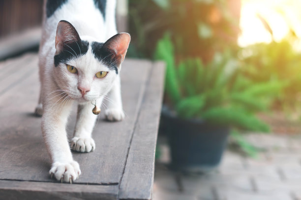 躺着的布偶猫,猫咪,宠物猫