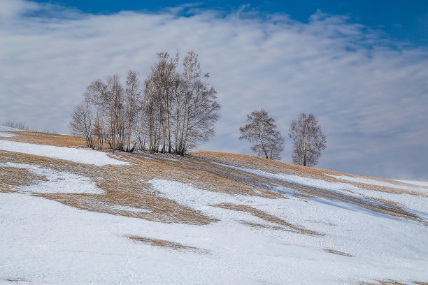 雪地里的一棵树