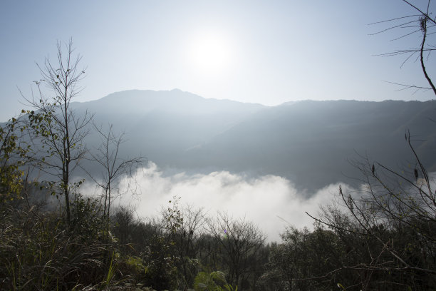 乡村竹林